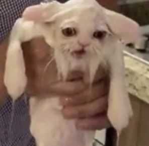 Trying to explain to your professor why you deserve a Dobby-day off.