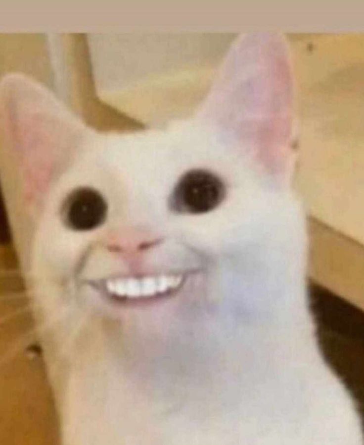 The image features a cat with an unusually human-like, wide, and cheerful smile, creating a humorous effect. Its large, round eyes add to the comical expression, making it appear as if it’s up to something mischievous or delightfully silly. The cat's demeanor seems playful and engaging, inviting a chuckle from viewers.
The background is minimal, focusing attention solely on the cat, which enhances the absurdity of its expression. This image aligns with the "Smiling Cat Meme," a popular element in meme culture that thrives on blending human traits with animal expressions for comedic value. The juxtaposition of a cute cat with a human-like smile plays into the whimsical nature of internet humor, making it a delightful visual treat.