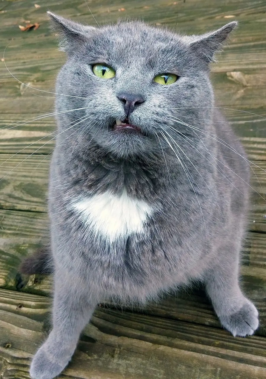 The image features a gray cat with striking, vibrant yellow-green eyes and a tuft of gray fur on its head, giving it a slightly regal appearance. Its mouth is open in a way that suggests a curious or inquisitive expression, almost as if it's caught mid-meow, adding a humorous touch to its demeanor. The cat's fluffy coat and white patch on its chest enhance its endearing presence.

In the background, there is a wooden surface that appears to be part of a deck or porch, suggesting a relaxed outdoor setting. This rustic backdrop complements the cat’s casual, yet alert pose, as if it's surveying its territory or contemplating its next move. The overall scene evokes a sense of playful curiosity, reminiscent of classic pet photos where the subject's personality shines through.