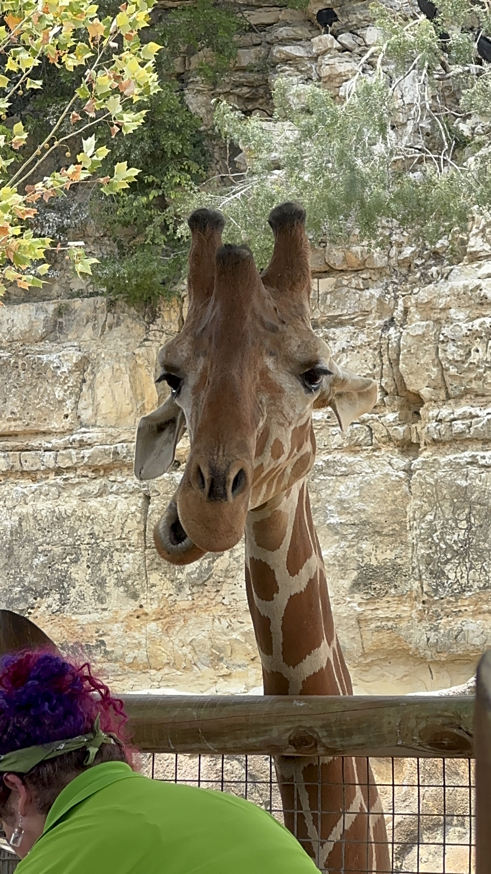 When your boss asks for proof you were working and all you've got is a giraffe selfie.