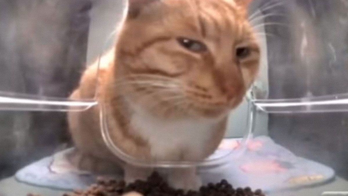 The image features an orange tabby cat peering through a clear container, looking somewhat perplexed or curious. Its eyes are wide, giving off an expression that suggests both intrigue and slight annoyance, as if it's questioning why it's confined in such a peculiar spot. The foreground is dominated by the cat, while the background is blurred, indicating that it might be in a domestic setting, possibly near its food. The subtle colors and textures create a cozy atmosphere, typical of a home environment.
This scene humorously captures the essence of cat antics, reminiscent of the Nyan Cat meme, where whimsical and quirky behavior of cats is celebrated. The container acts as a comedic element, akin to a cat's classic struggle with confinement, adding a lighthearted twist to the image.