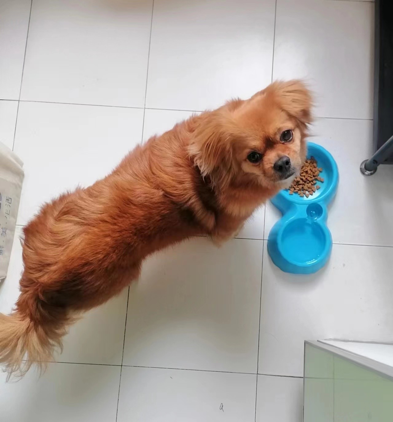 Bro, this pup's judging your takeout choices like it's Gordon Ramsay.
