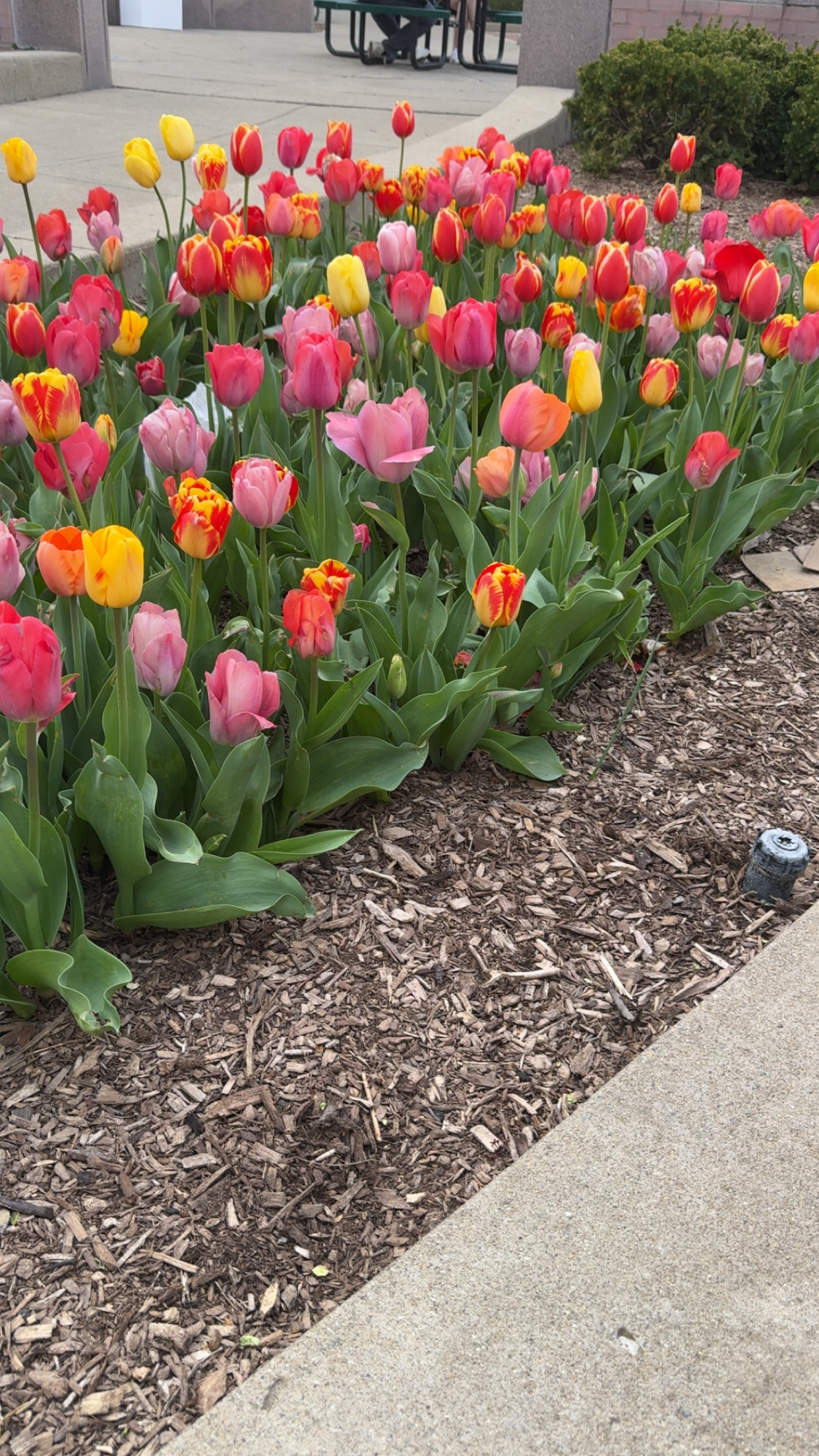 You’d fit right in with the tulips, gossiping about how you peaked in high school.