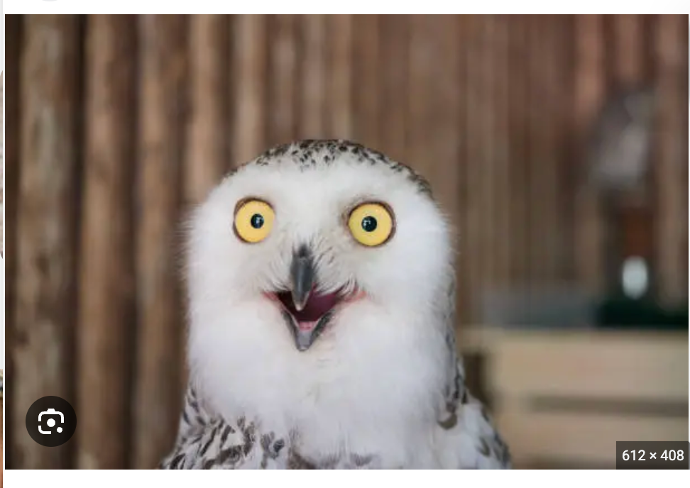 Aristotle notes the owl's golden mean of astonishment.