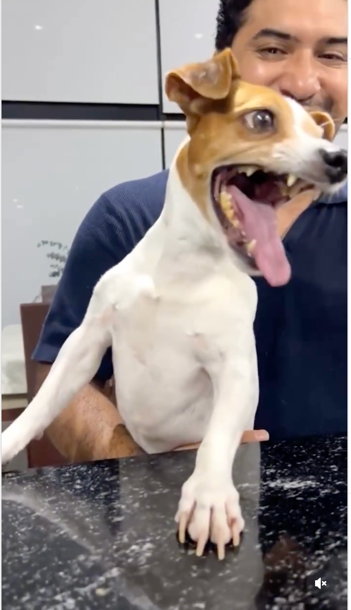 A small dog is on a countertop, likely not where it should be, while a human finds this amusing.