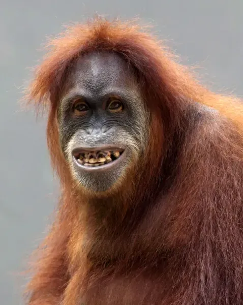 This close-up portrait features an orangutan with a remarkably human-like, wide-mouthed grin, revealing its well-worn teeth. Its demeanor is undeniably cheerful and a touch goofy, as if it's just heard a hilarious joke or is posing for a particularly awkward school photo. The orangutan's shaggy, reddish-brown fur frames its dark face, with its hair on top looking delightfully disheveled, adding to its charmingly unkempt appearance. Its eyes sparkle with a hint of mischief. The plain, out-of-focus light grey background serves to highlight the subject's expressive face, suggesting a controlled environment like a zoo where its personality can truly shine. It's a wonderfully humorous capture of an animal's joyful expression.