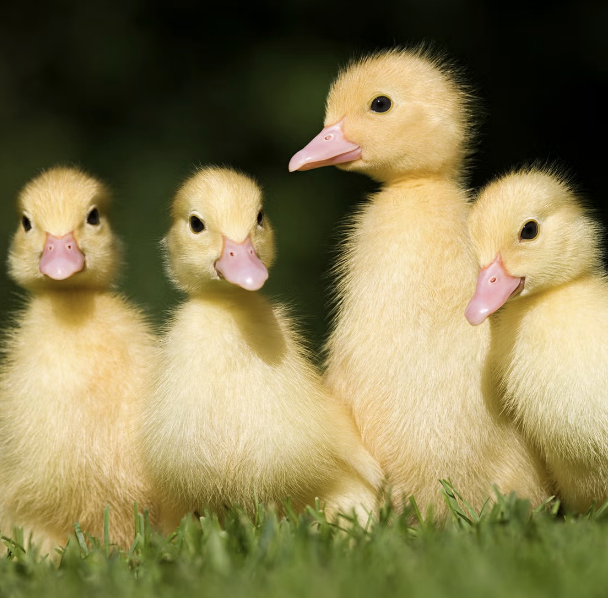If chaos was a duck squad, this would be it.