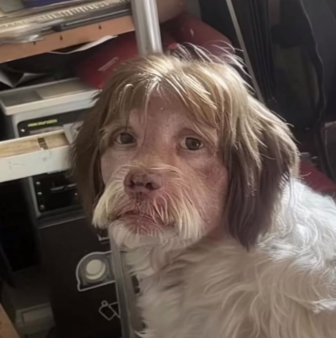 That’s not a dog, that's the office clerk from hell reincarnated.