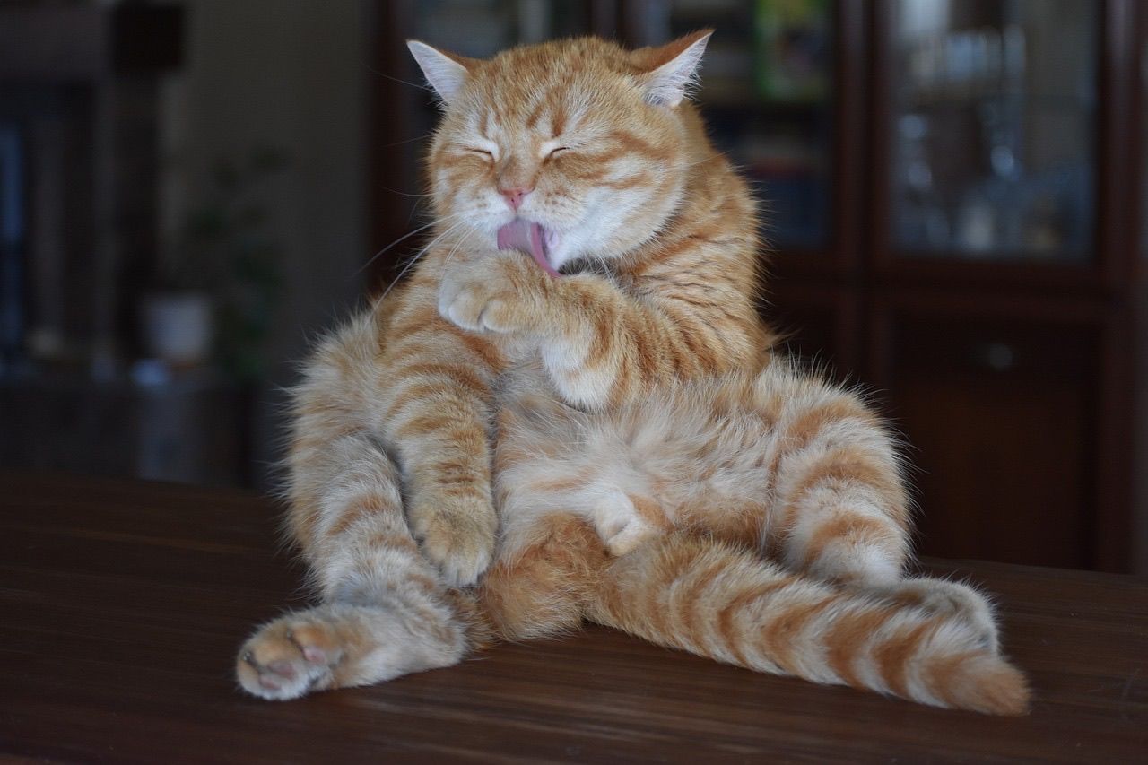 Licking away last week's bad decisions or whatever