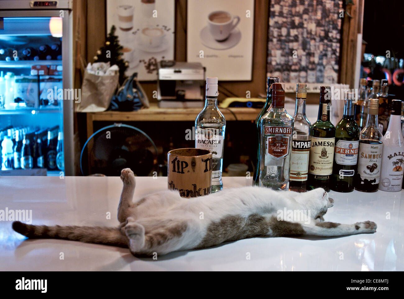 A fluffy white and brown cat is hilariously sprawled out on its back on a pristine white bar counter, looking utterly content and perhaps a tad over-served. Its front paws are playfully raised, giving off a vibe of ultimate relaxation or a post-party stretch. The background reveals a well-stocked bar, featuring an impressive lineup of bottles including Bacardi, Smirnoff, Campari, Jameson, Pernod, Sambuca, and Malibu, suggesting this feline is quite the connoisseur or at least a regular. A "TIP" jar sits nearby, implying this charming bar cat might be working for its keep, or at least its next nap. The scene is a delightful blend of a cozy cafe and a lively bar, with the cat as its undisputed, laid-back monarch.