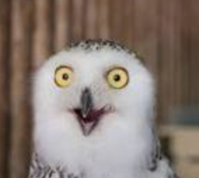 That face when you realize adulting is a lie