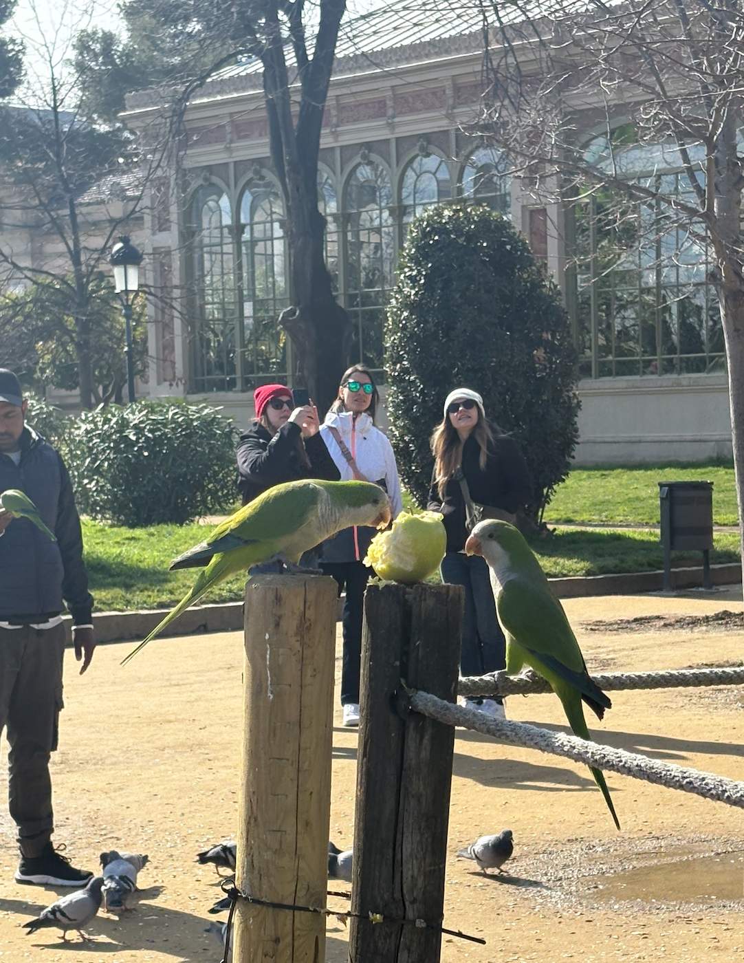 In a sun-drenched park, a vibrant green Monk Parakeet, a true avian gourmand, is caught mid-feast, vigorously devouring a large piece of fruit perched atop a wooden post. Its demeanor is one of pure, unadulterated joy and focus on its delicious snack. Another parrot patiently observes from a nearby rope, perhaps contemplating its own turn at the buffet. Surrounding them, several people, including one snapping a photo, watch with amused curiosity, clearly enjoying the impromptu wildlife show. Pigeons mill about on the dusty ground, hoping for scraps. The elegant, glass-paned conservatory in the background provides a picturesque setting, hinting at a botanical garden or historic park where such charming encounters are a delightful part of the experience.