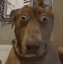 Media/Meme References: Surprised Dog Meme