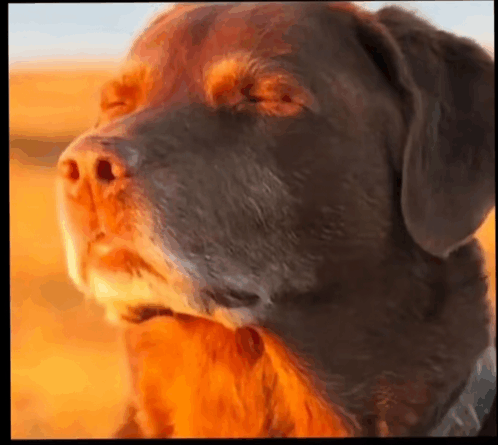 how the groom looks when the ring box contains a chew toy