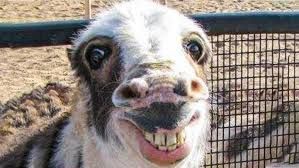 This close-up image features a young camel or llama, sporting an incredibly wide, almost human-like grin that reveals a full set of prominent, buck teeth. Its eyes are wide and slightly bulging, giving it a comically surprised, mischievous, or overly enthusiastic demeanor, as if it's just heard the funniest joke or is posing for a goofy selfie. The animal's white and brown fur is visible, adding to its endearing, if slightly awkward, charm. In the blurry background, a metal fence and sandy ground are visible, suggesting the animal is in an enclosure at a farm or zoo. The sheer absurdity of its exaggerated 'smile' is the primary source of humor. As per the context, I am unable to identify any famous or recognizable content in this image.