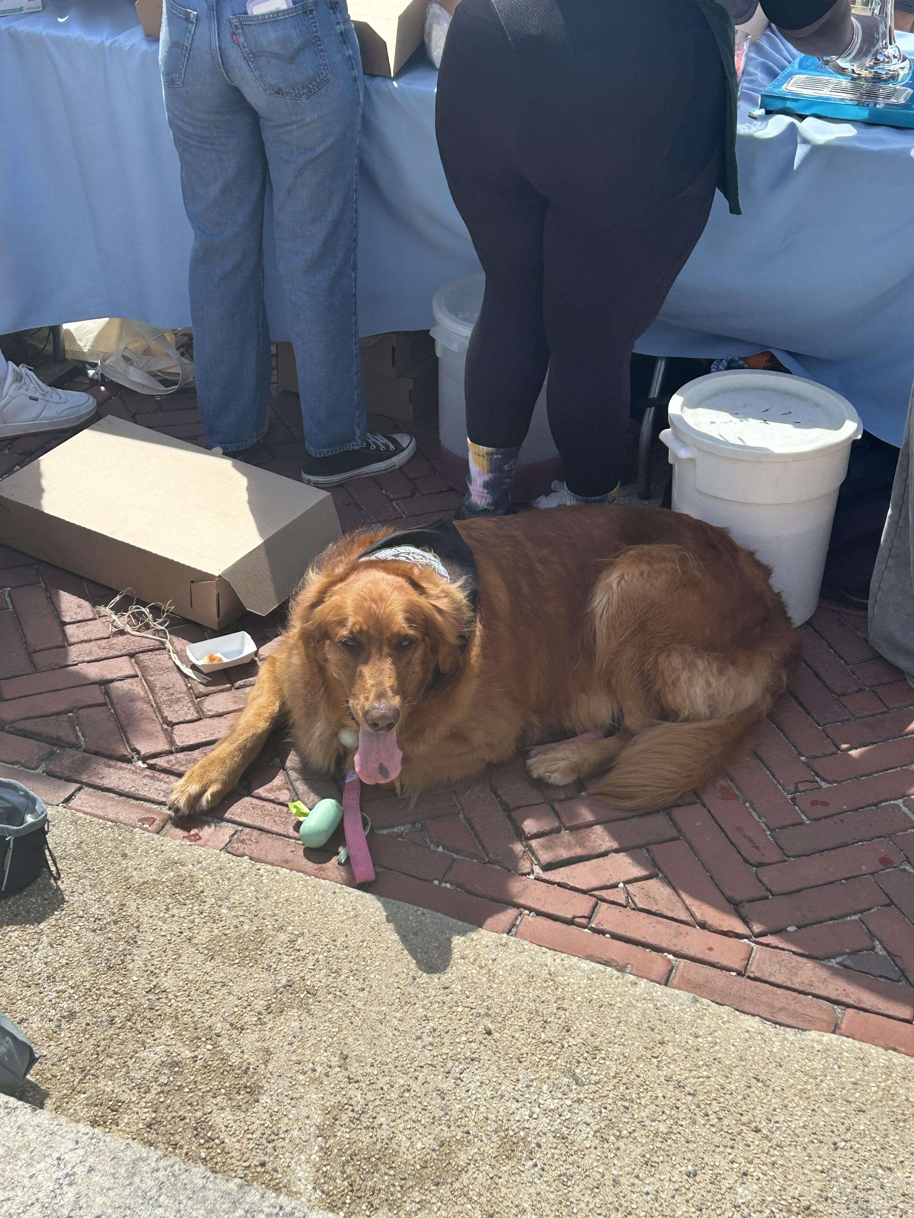 That dog’s got more personality in its tongue than you do in a year.