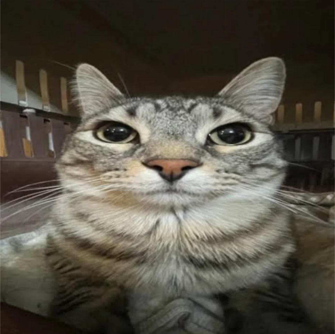 Lowkey judging your life choices, billing you for emotional damage.