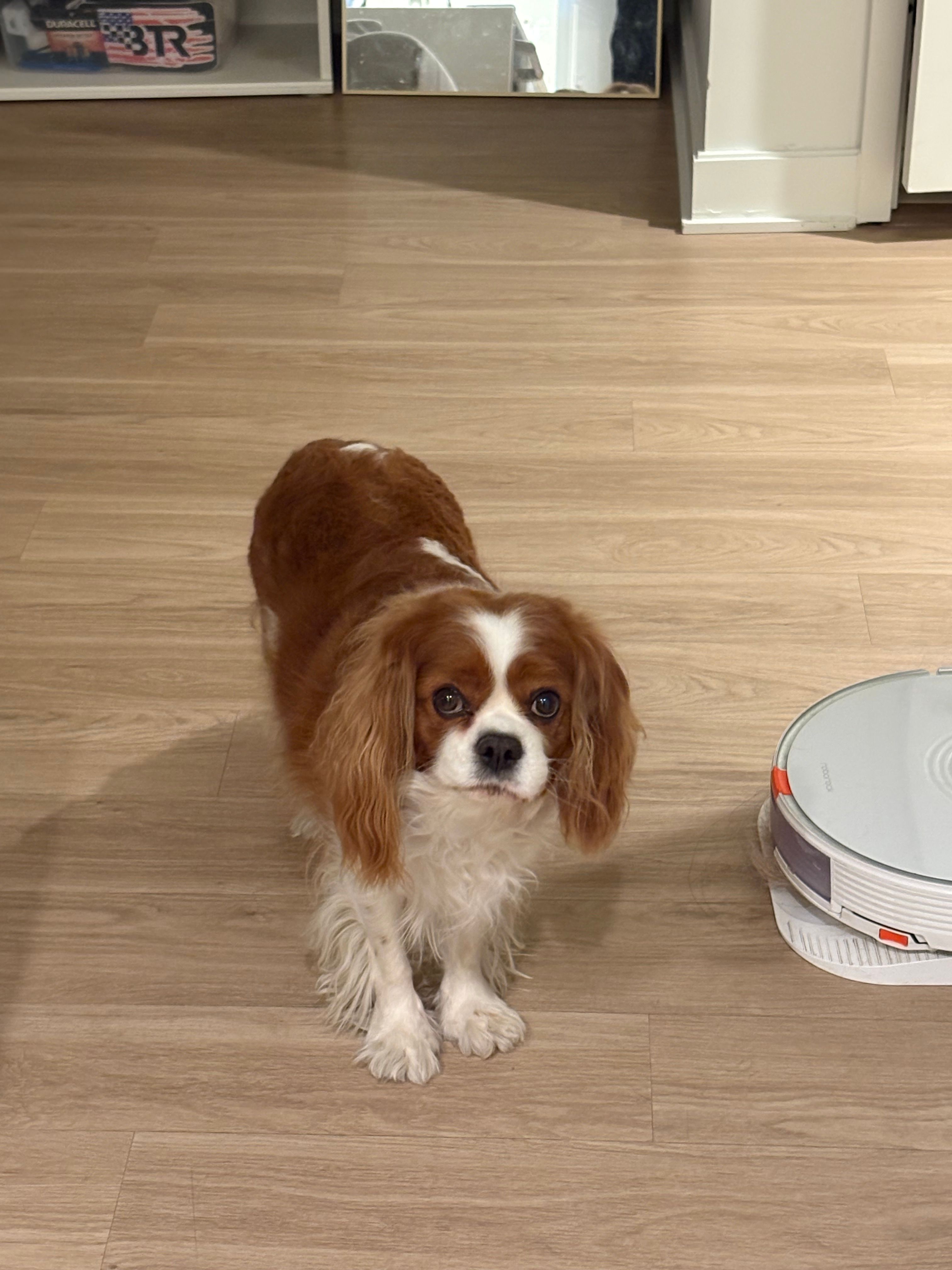 A charming Cavalier King Charles Spaniel, with expressive, wide eyes and a slightly bewildered demeanor, stands on light wood flooring, seemingly contemplating its existence or perhaps the silent, silver Roborock robotic vacuum cleaner docked beside it. The dog's fluffy brown and white fur contrasts with the sleek technology, creating a humorous scene of domestic coexistence. In the background, a shelf holds a Duracell item adorned with an American flag, subtly reinforcing the home setting. The dog appears to be questioning the robot's purpose, perhaps wondering if it's a new, less cuddly pet, or if its own job of shedding fur is now obsolete. It's a delightful snapshot of a pet's curious interaction with modern home automation.