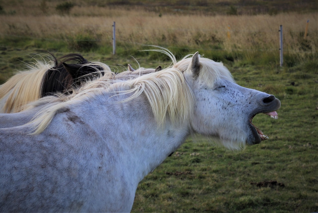The image features a white horse with a flowing mane, seemingly caught mid-yawn, showcasing a humorous expression as its mouth is wide open, revealing its teeth. Its eyes are closed, adding to the comical nature of the moment, as if the horse is blissfully unaware of its silliness. 

In the background, there are hints of other horses, but they remain out of focus, which suggests a casual farm setting. The tall grass swaying gently in the breeze complements the relaxed atmosphere, evoking a serene countryside vibe. 

This horse could easily be imagined as the star of a comedic skit, perhaps trying to communicate a lazy afternoon or a relatable moment of fatigue. It’s almost as if it’s saying, “Can I get a coffee over here?”—perfectly encapsulating the universal struggle against sleepiness!