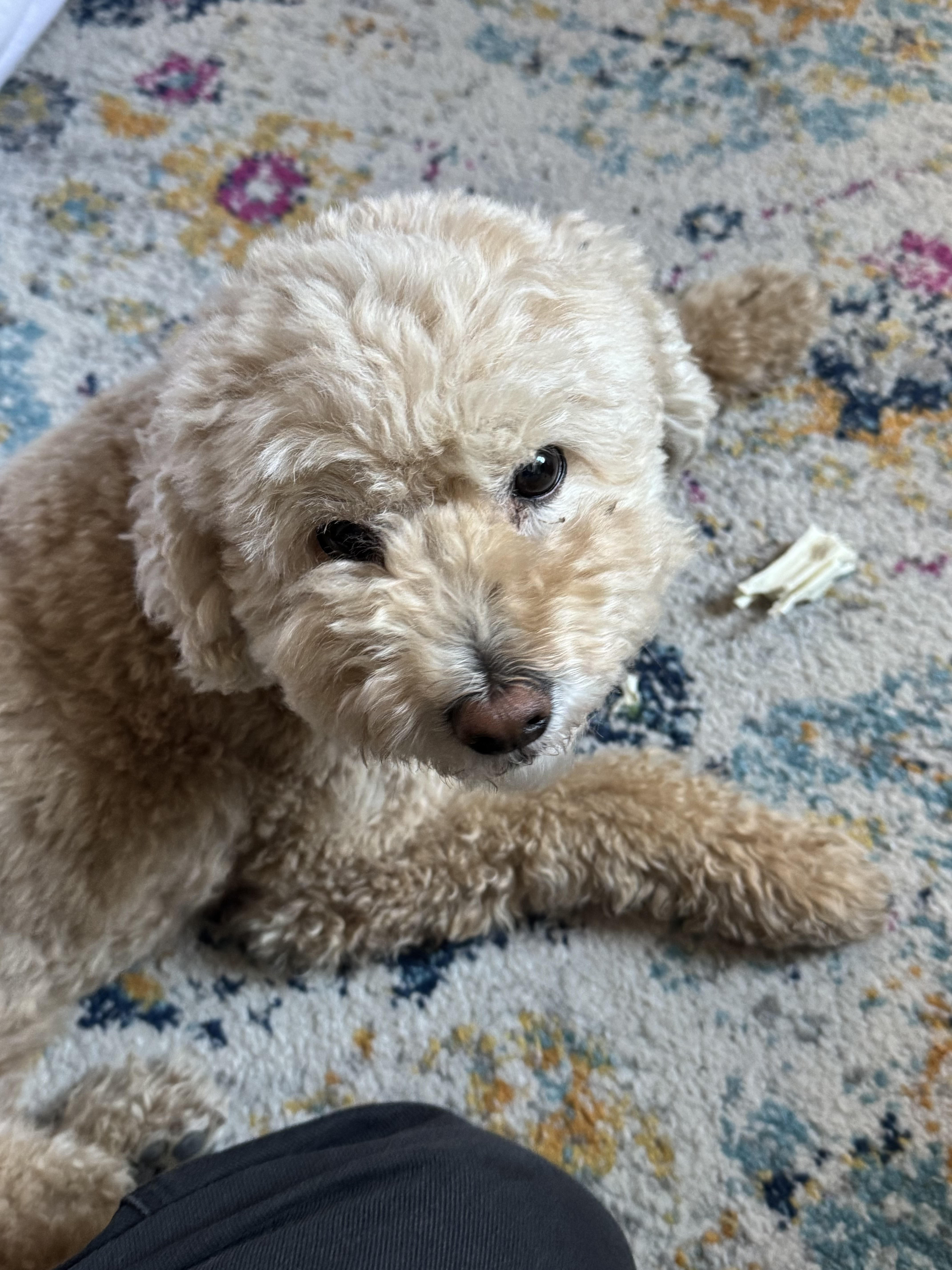 The image features an adorable, fluffy dog with a light tan coat, possibly a poodle or a similar breed. The dog's demeanor appears curious and slightly playful, with its head tilted and eyes wide, as if it's ready for some fun or seeking attention.
In the background, a vibrant, patterned rug adds warmth to the scene, with splashes of color that complement the dog’s fur. The rug's design suggests a cozy, homey atmosphere, perfect for a relaxing day indoors.
The dog seems to be enjoying a chew toy or treat, hinting at its playful nature. This charming scene captures a moment of companionship and comfort, reminiscent of a lazy afternoon filled with love and laughter. The dog’s expression could easily be interpreted as a humorous plea for more treats or playtime—who could resist that face?