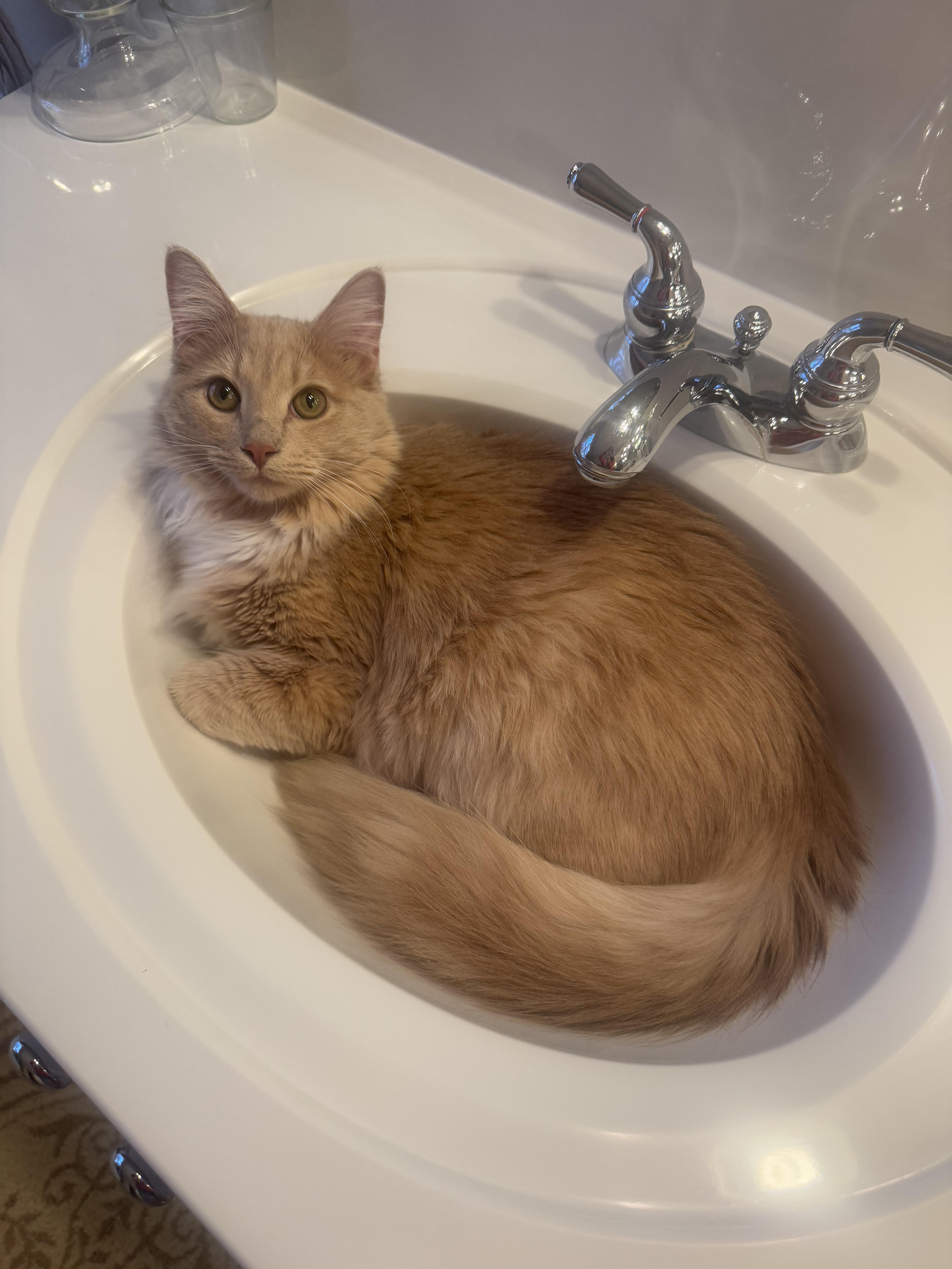 Why settle for a bed when you can be a sink potato?