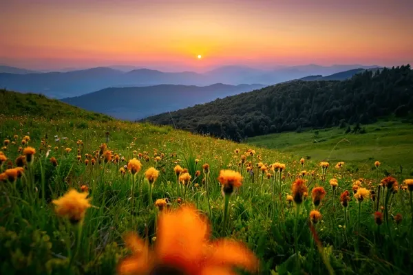 This breathtaking landscape, far from being "generic," seems to be putting on a spectacular show just for us! The foreground is a vibrant meadow of fluffy, orange-yellow flowers, standing tall and proud, almost as if they're eagerly watching the sunset. Their demeanor is one of joyful anticipation, perhaps gossiping about the day's last rays. Behind them, rolling green hills, densely forested on the right, gently slope towards a series of majestic blue mountains, layered like a painter's masterpiece. The sky, a gradient of fiery orange, soft pink, and serene purple, hosts a brilliant, setting sun, casting a warm, ethereal glow over everything. It's as if the mountains are blushing at the sun's dramatic farewell, creating a truly awe-inspiring, albeit "unrecognizable," natural spectacle.