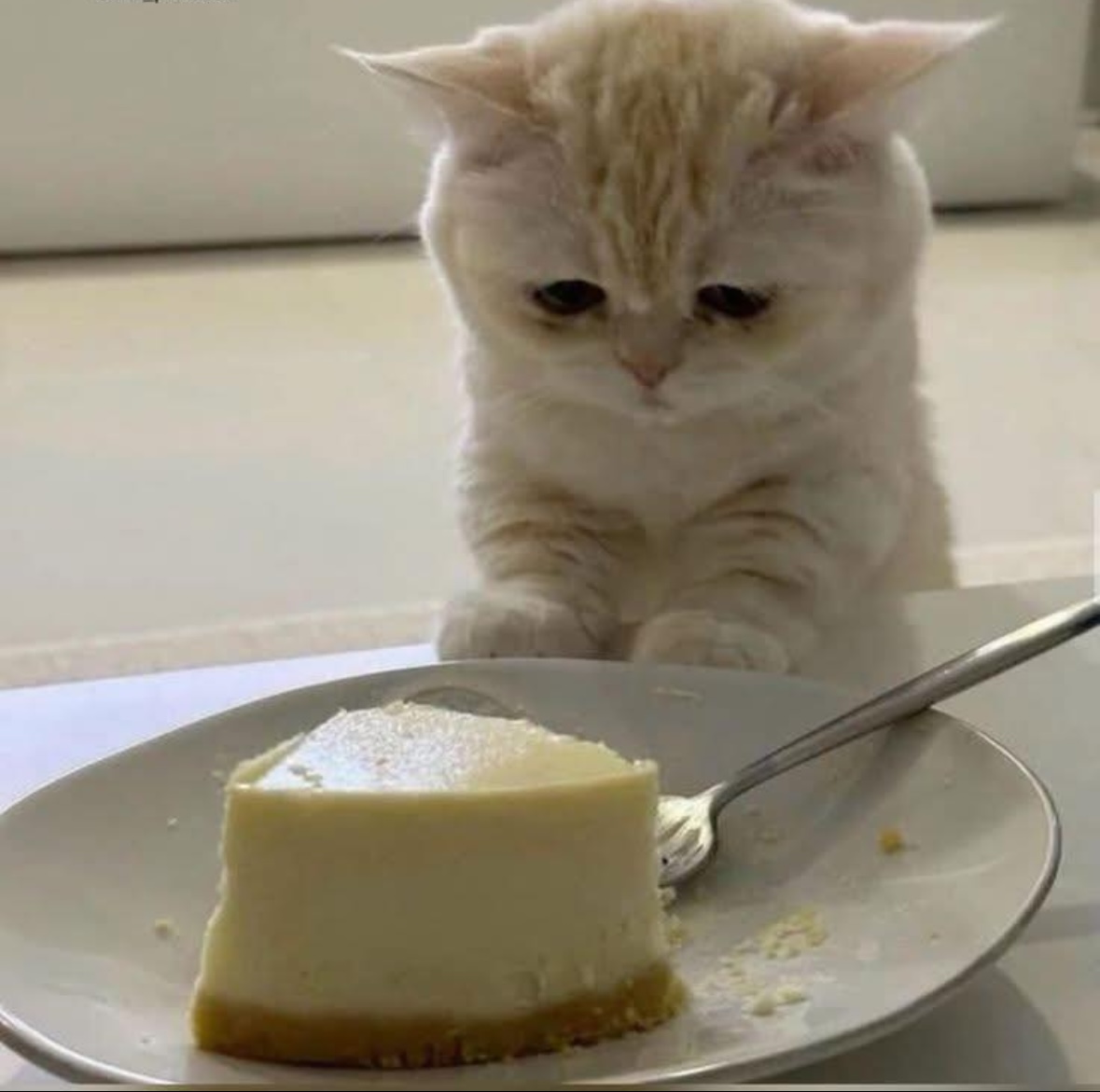 The image features an adorable cat with fluffy, cream-colored fur, intently gazing at a slice of cheesecake on a plate. Its large, round eyes convey a mix of curiosity and longing, perfectly capturing the essence of desire. The cat's paws rest gently on the table, as if it's contemplating whether to reach for the tempting dessert.
The cheesecake, creamy and perfectly sliced, is the focal point of the image, with a fork resting beside it, suggesting a moment of decision. The simple, light-colored background enhances the scene, keeping the focus on the cat's expressive demeanor and the cheesecake.
This scene embodies the "Cheesecake Cat" meme, humorously illustrating a relatable moment of craving. The cat's serious expression adds a comedic twist, making viewers chuckle at its internal struggle between restraint and indulgence. It's a delightful snapshot of feline yearning that resonates with anyone who's ever craved a sweet treat!
