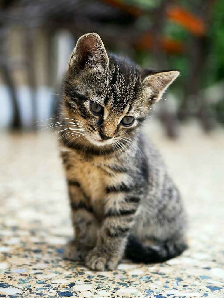 This utterly charming tabby kitten, with its soft brown and black striped fur, sits with a slight head tilt, exuding a demeanor of innocent curiosity mixed with a hint of playful mischief. Its large, dark eyes gaze downwards, as if contemplating the profound mysteries of a stray crumb or plotting its next adorable ambush. The blurry background of muted greens and browns suggests a serene outdoor setting, perhaps a garden or patio, where this tiny furball is enjoying a moment of quiet contemplation on a speckled, mosaic-like floor. The humor lies in its intensely serious expression, making one wonder if it's pondering the meaning of existence or just trying to remember where it left its favorite squeaky toy.