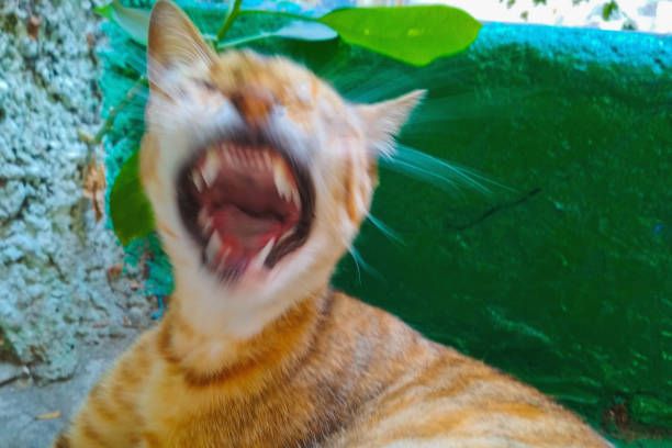 This close-up image captures an orange and white tabby cat mid-yawn or mid-scream, with its mouth wide open, revealing its tongue and sharp teeth in a comically exaggerated expression. The cat's eyes are squinted shut, adding to its dramatic demeanor, as if caught in an epic, silent opera performance or an existential yawn. A motion blur effect around its head emphasizes the sudden, energetic movement. The background features a vibrant green surface, possibly a painted wall or bench, with hints of green foliage, suggesting an outdoor or garden setting. The simple, natural backdrop allows the cat's hilarious, wide-mouthed expression to be the sole, captivating focus, making it seem like it's belting out a tune or expressing extreme surprise.