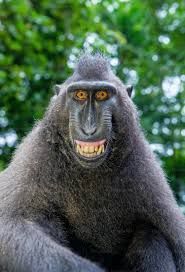 The image features a macaque with a striking expression, showcasing its teeth in what seems like a grin. Its eyes, bright and alert, convey a sense of mischief. The background consists of lush green foliage, suggesting a natural habitat, likely a tropical forest where these primates thrive.
The demeanor of the macaque appears playful yet slightly intimidating, as if it’s aware of its audience and enjoying the attention. The vibrant greenery enhances the liveliness of the scene, contrasting the dark fur of the macaque.
Humorously, the macaque’s expression could be interpreted as a playful challenge, as if it’s about to share a cheeky secret or pull a prank. The overall scene captures a moment of wild charisma, reminding viewers of the amusing personality traits often associated with monkeys.