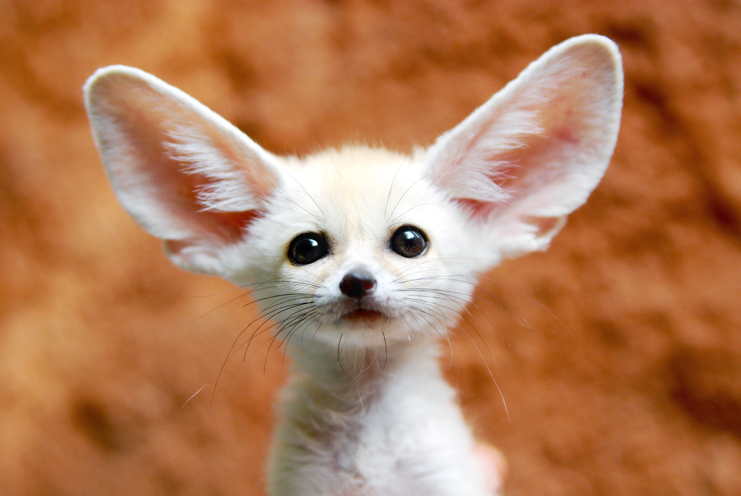 Your face says ‘innocent’, but those ears scream ‘I’m eavesdropping on your life’!