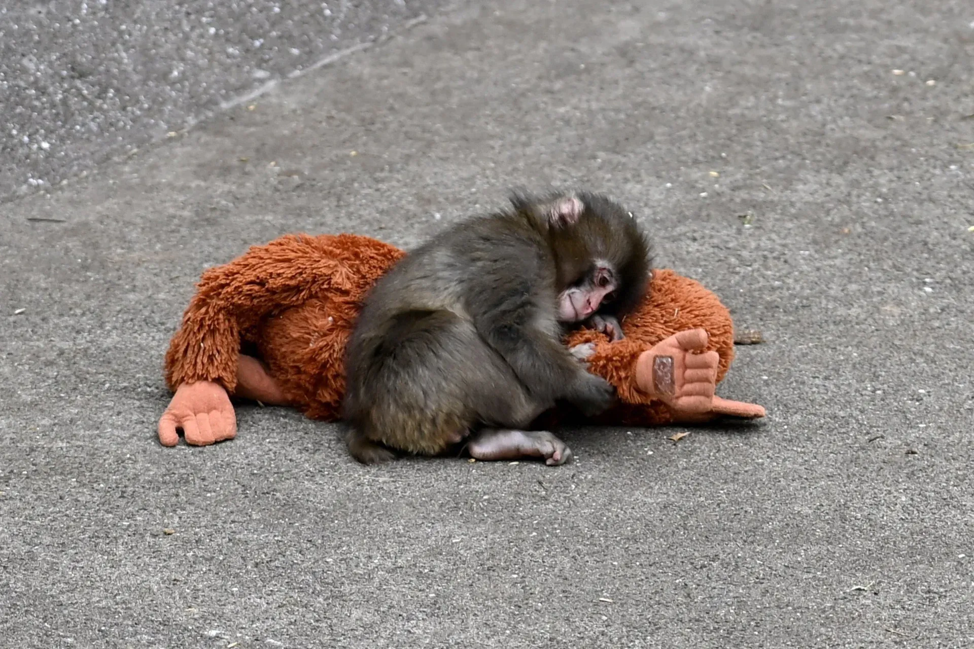 A tiny, dark-furred monkey is captured in a moment of profound slumber, nestled comfortably on a large, brown, plush toy. The monkey, likely a baby macaque, has its eyes closed and a serene expression, completely at ease as it rests its head on the soft, furry body of the toy. The plush toy itself is quite distinctive, featuring a prominent "thumbs up" hand, making it appear as though the toy is enthusiastically endorsing the monkey's nap. The background is a simple, grey asphalt surface, which provides a stark, uncluttered stage for this endearing scene, emphasizing the monkey's peaceful repose. The humor lies in the unexpected sight of a wild animal finding such comfort in a human-like plush toy, especially one giving a cheerful "thumbs up" to its slumber.