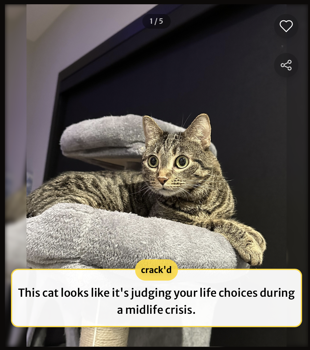 When you realize this cat's life choices are better than yours.