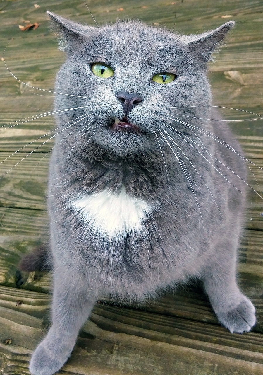 The image features a fluffy gray cat with striking yellow-green eyes, exuding a unique mix of curiosity and sass. Its slightly open mouth, showing off a hint of teeth, gives it a comical expression, as if it's mid-sentence, sharing a juicy secret or expressing disbelief about the latest cat gossip.
The background consists of wooden planks, suggesting the cat might be lounging on a porch or deck, adding a cozy, homey feel. This setting complements the cat's relaxed demeanor while also hinting at a playful outdoor environment.
Overall, the image radiates a humorous charm, especially with the cat's quirky expression. It feels as if this feline is ready to engage in witty banter, perhaps pondering the mysteries of why humans always seem to leave their food unattended.