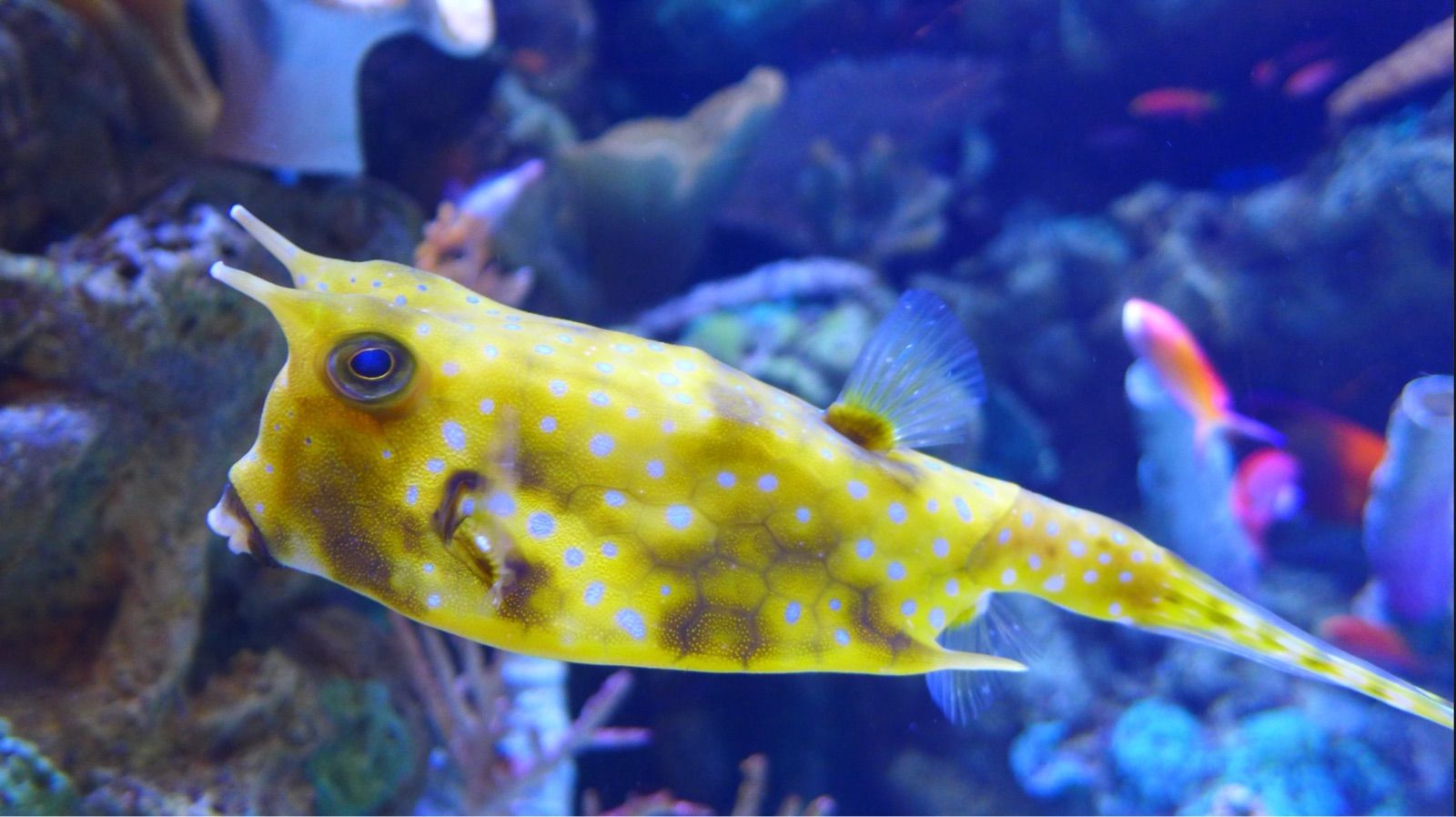 This vibrant image features a Longhorn Cowfish, a striking yellow fish adorned with bright blue polka dots, swimming gracefully in a deep blue aquatic environment. Its most distinctive features are the two prominent 'horns' above its eyes, giving it a perpetually surprised or slightly bewildered demeanor, as if it just heard a shocking piece of gossip. Its small, puckered mouth adds to its comical expression. The background, a blurred tapestry of coral and other colorful, out-of-focus fish, creates a lively underwater scene, likely an aquarium, perfectly complementing the cowfish's flamboyant appearance. The fish seems to be channeling a 'Meme-worthy side-eye' or perhaps contemplating the existential dread of being a horned fish.