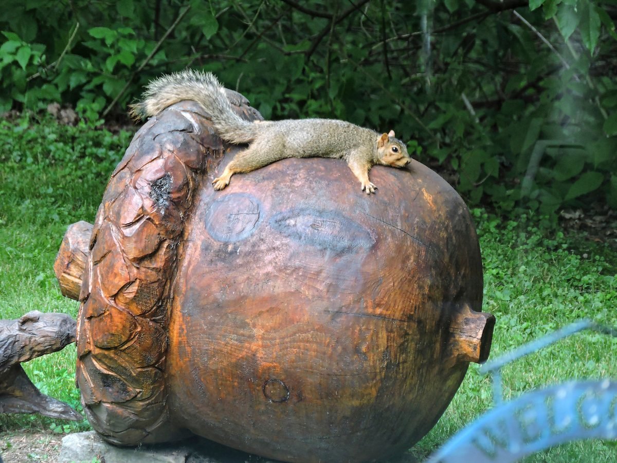 In the image, a relaxed squirrel lounges atop a large, wooden acorn sculpture, embodying a carefree demeanor. Its body is stretched out, and it appears to be enjoying its perch, soaking in the surroundings with a calm expression. The acorn, intricately carved, showcases detailed textures that mimic the natural grooves of a real acorn, making it a whimsical focal point.

The background is lush with greenery, creating a serene, natural environment that enhances the playful vibe of the scene. This juxtaposition of the playful squirrel and the artistic acorn adds a humorous touch, as if the squirrel considers itself the king of its nutty throne. 

Overall, the image captures a light-hearted moment in nature, inviting viewers to appreciate the simple joys of life, reminiscent of a charming woodland tale where even the smallest creatures claim their spot in a big world.