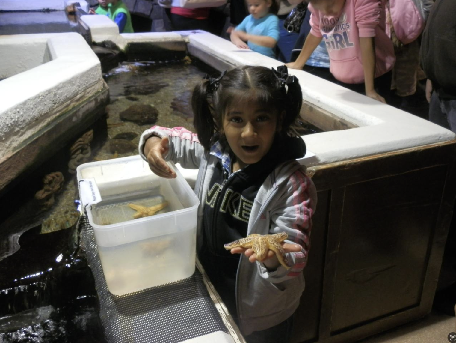 In this vibrant scene, a young girl is interacting with marine life, specifically holding a starfish with an expression of pure excitement and surprise. Her wide eyes and open mouth suggest she's experiencing a moment of wonder, likely enjoying her first encounter with such a unique creature. She's dressed in a black hoodie with a gray jacket, which adds a casual, playful vibe to the scene.

The background features other children and adults, hinting at a lively educational setting, perhaps an aquarium. The shallow water in front of her contains more aquatic creatures, indicating an interactive exhibit where visitors can touch and learn about marine life. The atmosphere is filled with curiosity and joy, enhancing the educational experience for the children.

Humorously, one could imagine the starfish thinking, "Is this a marine life exhibit or a talent show? Because I'm about to steal the spotlight!"