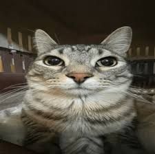 This close-up selfie captures a majestic tabby cat with an intensely serious, almost judgmental demeanor. Its wide, dark eyes stare directly into the camera, conveying a profound sense of 'Are you quite finished yet?' or perhaps 'I'm not amused by this travel arrangement.' The cat's striped fur is beautifully detailed, and its tiny pink nose adds a touch of unexpected softness to its stern expression. The blurry background, hinting at the confines of a pet carrier, humorously suggests this is a 'hostage selfie' from a feline on a reluctant journey. The overall impression is one of a cat who has seen things and is now silently judging your life choices, making for a hilariously relatable moment.