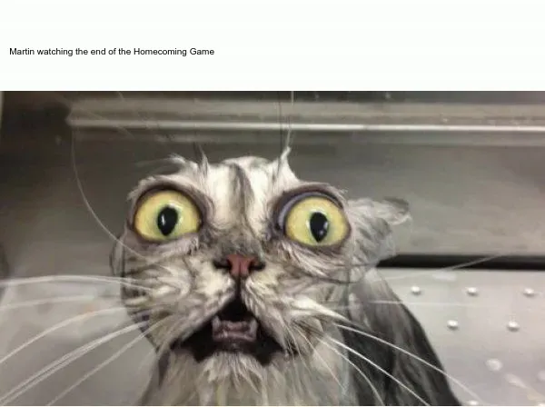 The image showcases the widely recognized "Startled Cat" meme, featuring a grey and white feline with an incredibly exaggerated expression of shock and wide-eyed astonishment. Its large, yellow eyes are dilated, and its mouth is agape, revealing tiny teeth, as if it just witnessed the most unbelievable play in sports history. The cat's fur appears slightly disheveled, adding to its frantic demeanor. The background is a simple, light-colored, possibly metallic surface, which doesn't detract from the cat's intense focus. This meme perfectly captures "Martin's" intense, nail-biting reaction to the dramatic climax of a Homecoming Game, humorously anthropomorphizing the cat's surprise into a relatable human experience of sports fandom. The sheer intensity of its gaze and open-mouthed gasp are the primary humorous elements.
