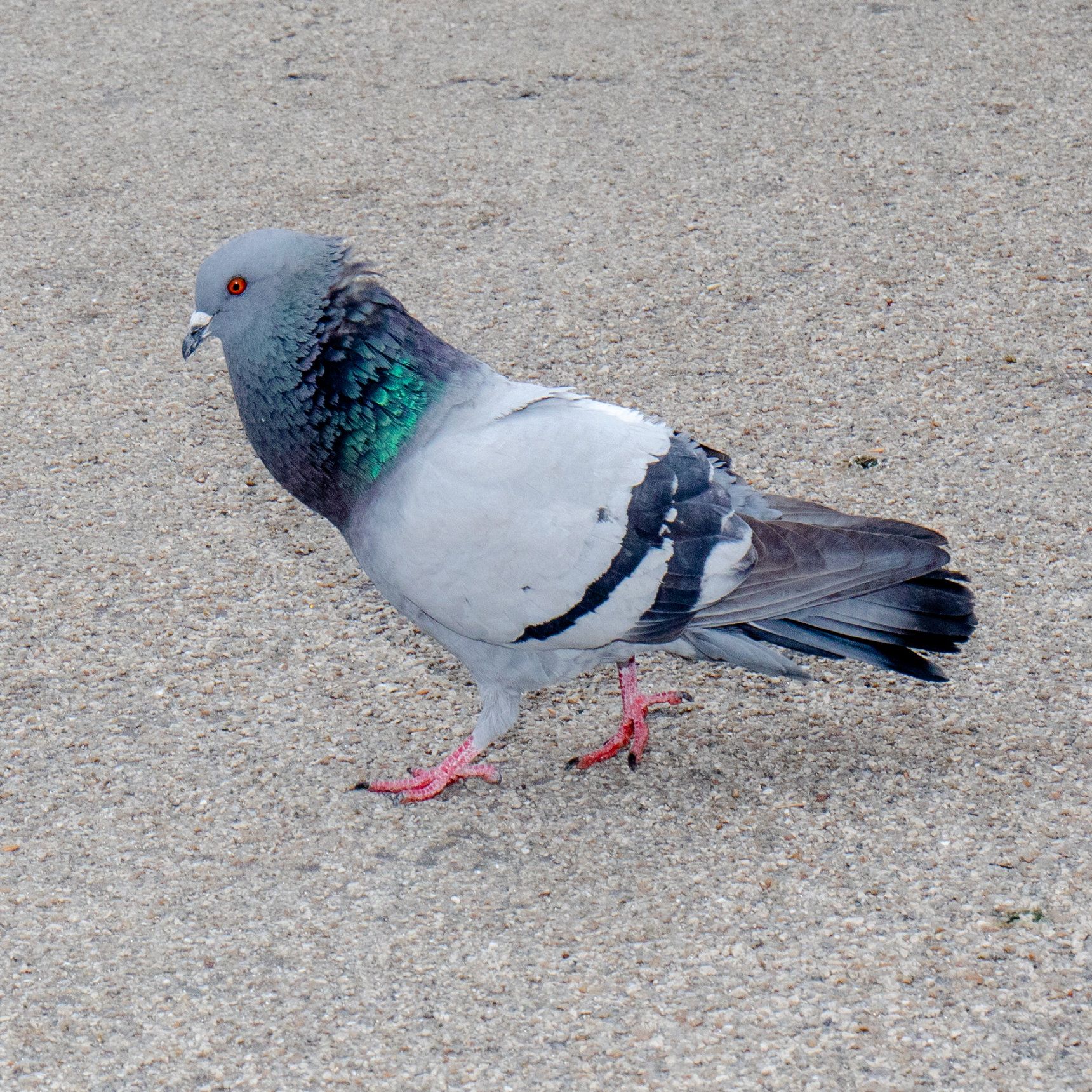 i wish i attacked life like that bird attacks bread on sidewalks