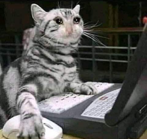 This cat's typing is more coherent than your last essay.
