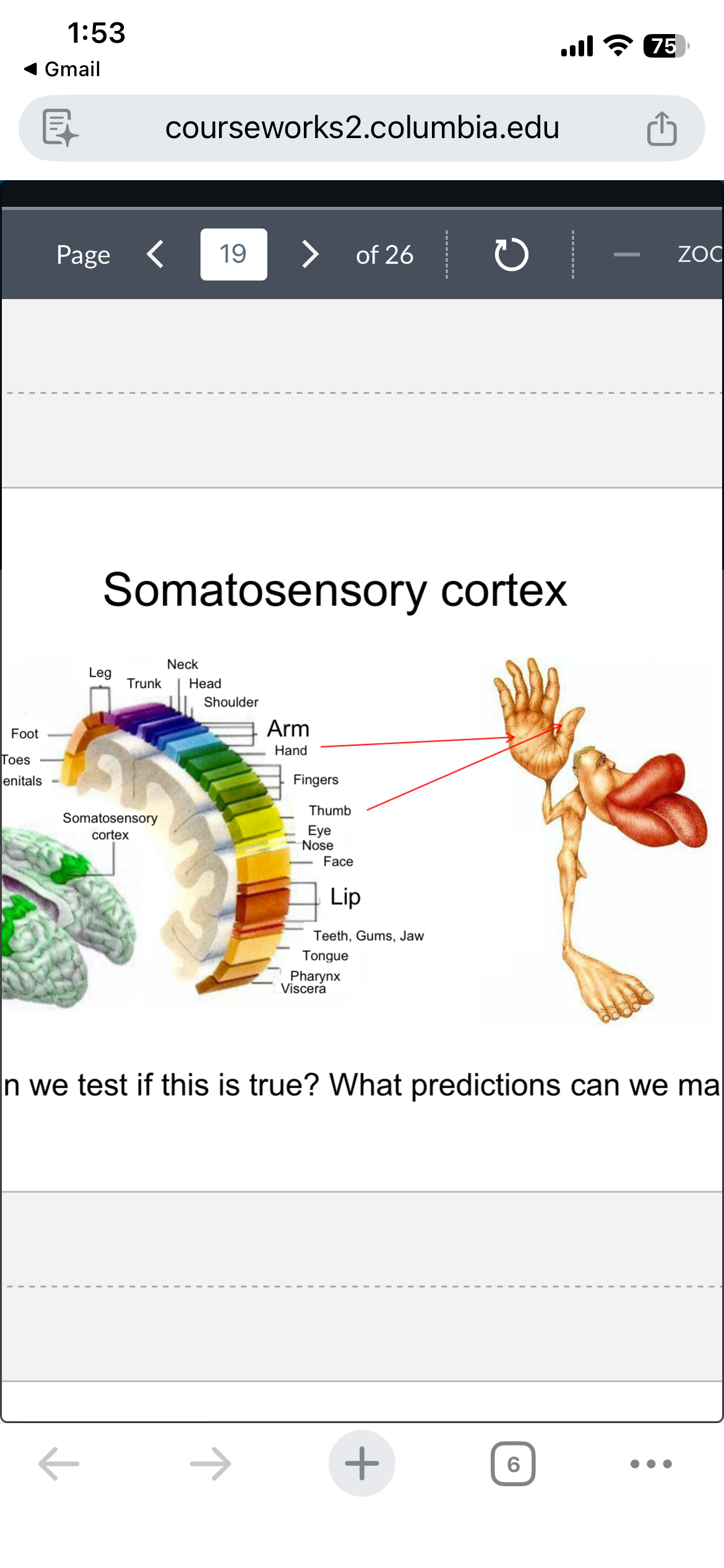 The image displays a screenshot from a Columbia University course webpage, featuring a scientific diagram titled "Somatosensory cortex." The central subject is a sensory homunculus, a highly distorted human figure with comically exaggerated body parts like enormous hands, lips, and feet. This grotesque yet fascinating figure, with its wide, almost surprised expression due to its massive features, stands beside a colorful brain map illustrating how different body parts are represented in the brain. The background, a university course site, contextualizes this as an educational tool, making the homunculus a humorous visual aid for understanding complex neuroscience, looking like a creature from a surreal cartoon.