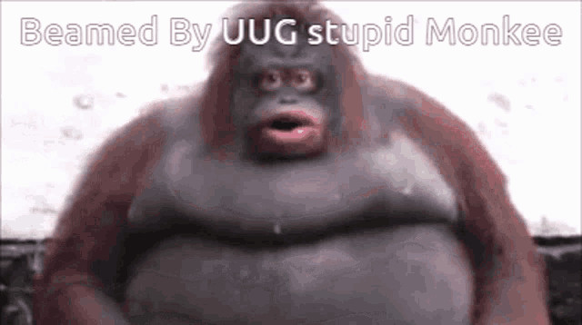 In this amusing image, we see the animated character known as "Stupid Monkey," which features a humorous, exaggerated expression that embodies a blend of confusion and silliness. The character's wide eyes and overly pronounced mouth amplify its comedic effect, making it a staple in meme culture.
The background appears simplistic, focusing all attention on the monkey's antics, which enhances its absurdity. This meme is often shared in online forums for comedic relief, poking fun at the unexpected and ridiculous moments in life. The humor lies in the character's exaggerated demeanor, which seems to invite the viewer to join in a lighthearted chuckle. Overall, the image captures the essence of internet humor—simple, yet effective in sparking joy through silliness.