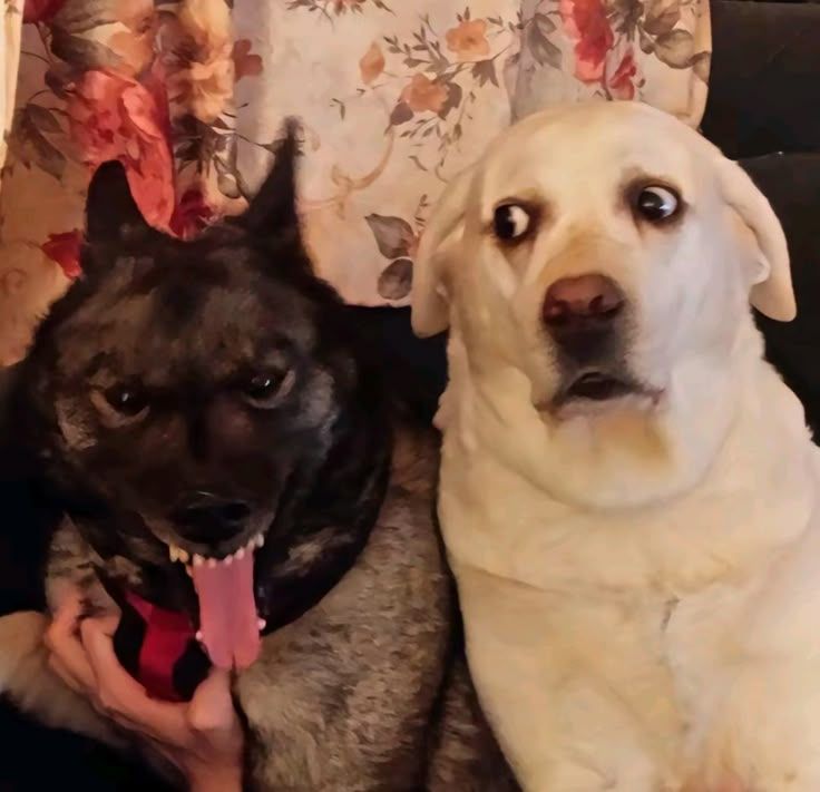 In this amusing image, two dogs are seated side by side, each displaying distinct expressions. The dog on the left, with a dark coat and an open mouth showing its tongue, appears to be in a playful mood, perhaps mid-yawn or excited. The other dog, a white Labrador with wide, startled eyes, seems to convey surprise or concern, adding a humorous contrast. The background features a floral-patterned fabric, suggesting a cozy indoor setting, which enhances the candid nature of the moment. The juxtaposition of the dogs' expressions creates a comedic effect, as if they’re reacting to a surprising event or a funny story. This scene captures the playful and unpredictable nature of pets, making it relatable to anyone who has experienced similar moments with their furry friends.