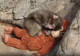 A small, energetic monkey, likely a macaque, is captured mid-pounce on a large, bright orange plush toy resembling an orangutan. The monkey, with its light brown fur, appears to be playfully wrestling or attempting to dominate the inanimate toy, which lies on its back with wide, dark eyes, seemingly surprised by the sudden playful assault. The monkey's demeanor is one of spirited engagement and curiosity, treating the toy as a lively companion. The humor stems from the intense interaction between the animated primate and its plush counterpart, creating a comical scene of mock battle or an overzealous cuddle. The simple background of rough, light-colored rock or concrete suggests an enclosure, providing a naturalistic yet contained setting for this endearing and amusing interaction. No famous or recognizable content is present.
