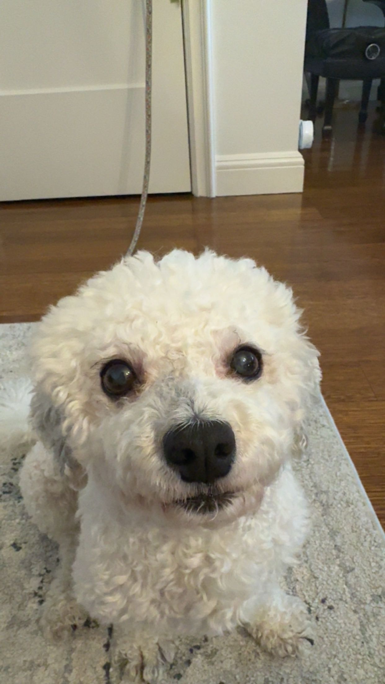 When you realize your life choices led to this fluffball.