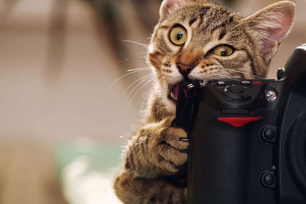 In this delightful image, a playful cat with striking green eyes is seen playfully biting the strap of a camera. The cat’s expression radiates curiosity and mischief, capturing a moment of pure feline joy. Its fur is a mix of browns and tans, adding to its adorable demeanor. 

The background is softly blurred, suggesting an indoor setting with hints of soft colors that don't distract from the cat. The light appears warm, enhancing the cozy atmosphere. 

This scene humorously anthropomorphizes the cat as if it’s a budding photographer, ready to capture the world from its unique perspective. One can imagine it thinking, "I could be the next big influencer!" The blend of innocence and mischief makes this image endearing and comical, reminiscent of classic internet cat memes.
