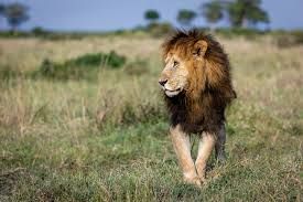 King of the savanna? More like Columbia kid with overpriced ego