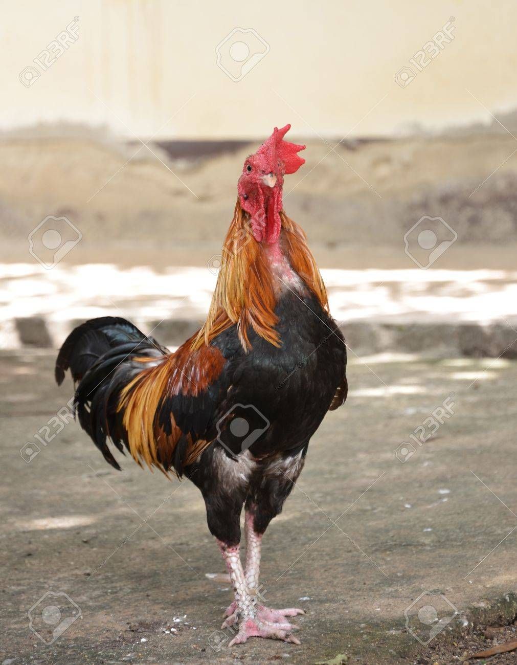Tenured Columbia rooster who grades you F and eats your dreams