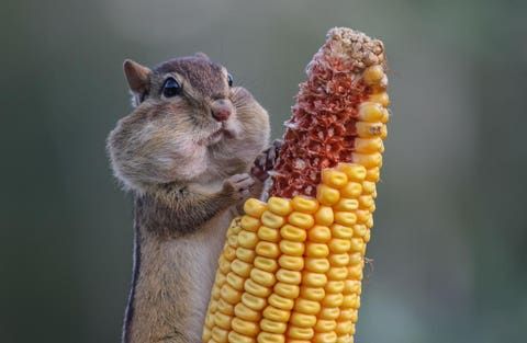 Yo!!! Baba be a grey tabby with chonky chipmunk cheeks clutching a whole cob like it's his crypto wallet—bruh, backyard blur vibes, lowkey prepping for the cornpocalypse.